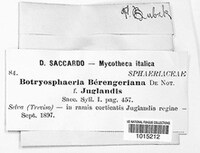 Botryosphaeria berengeriana image